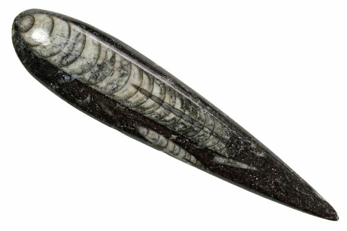 Polished Fossil Orthoceras (Cephalopod) - Morocco #363835